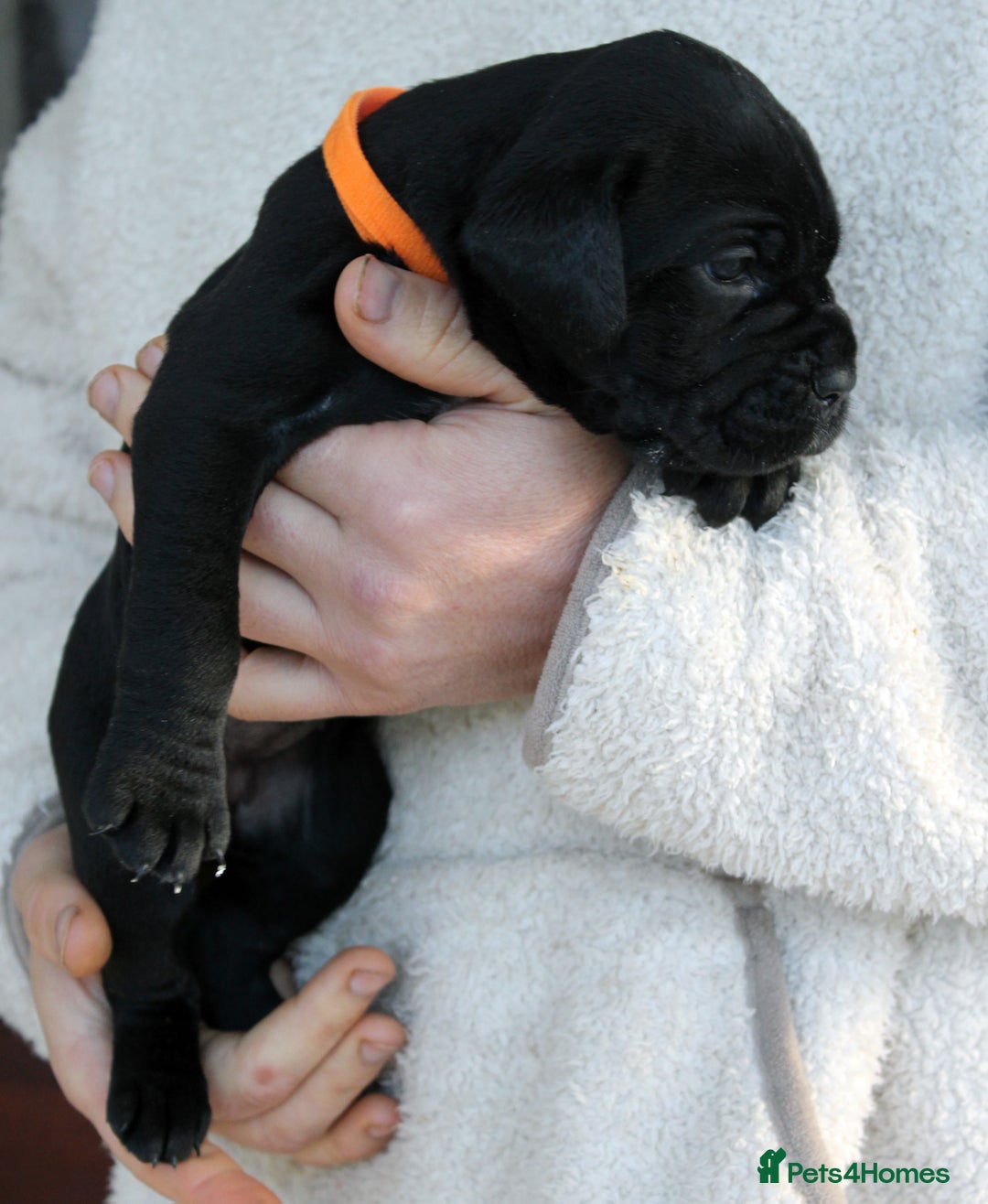 Cane Corso dogs for sale: Cane Corso Puppies from Exceptional Bloodlines, - Advert 13
