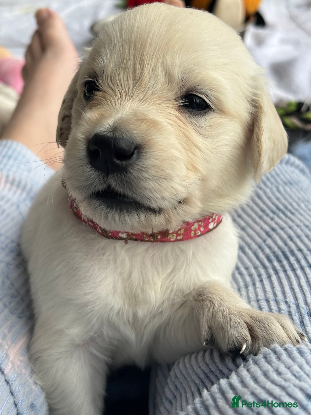 Golden Retriever dogs for sale: KC Registered Golden Retriever Puppies 🐾 - Image 5