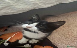 British Shorthair cats for sale: 7 month old tuxedo kitten for rehoming  - Image 1
