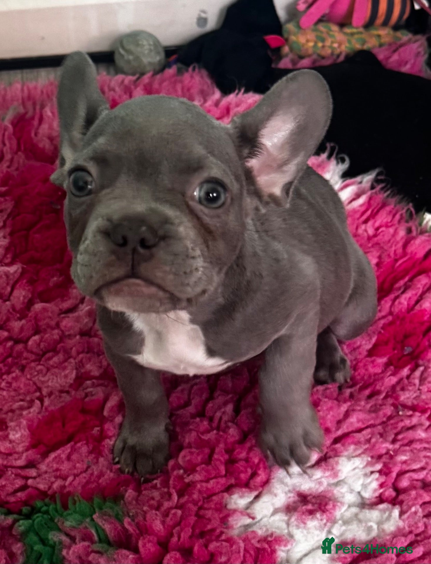 French Bulldog dogs Beautiful French bulldog pups - Advert 1