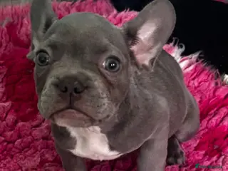 French Bulldog dogs Beautiful French bulldog pups - Advert 3