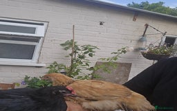 Chickens poultry for sale: two hens and two roosters  - Image 5