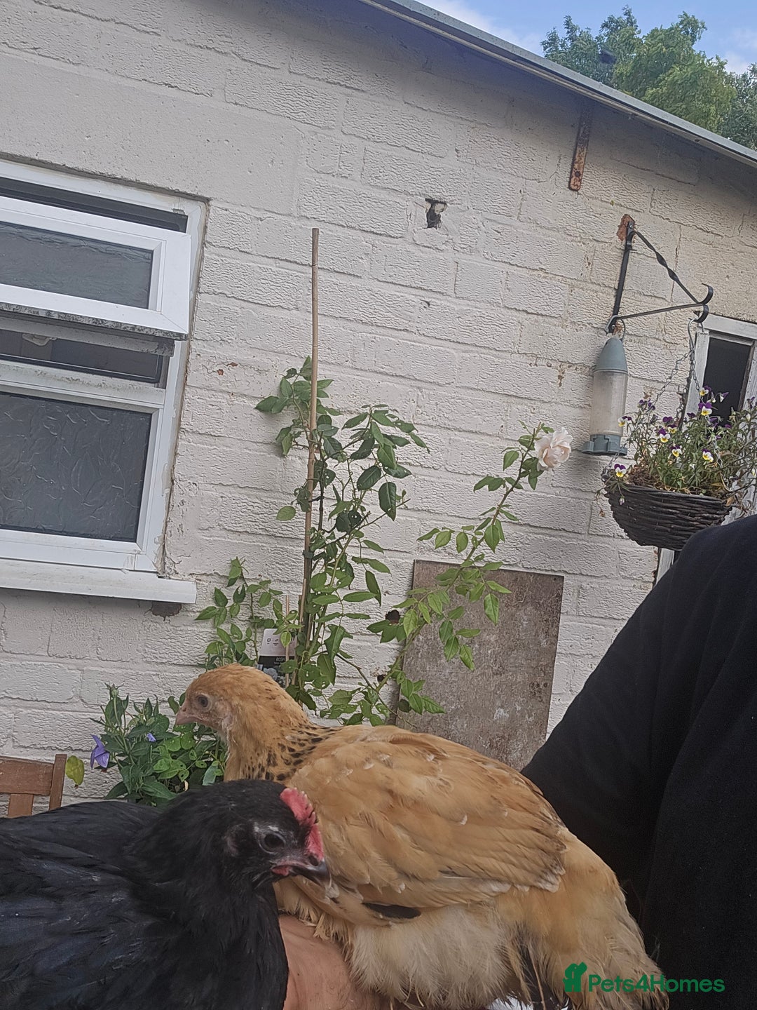 Chickens poultry for sale: two hens and two roosters  - Image 5