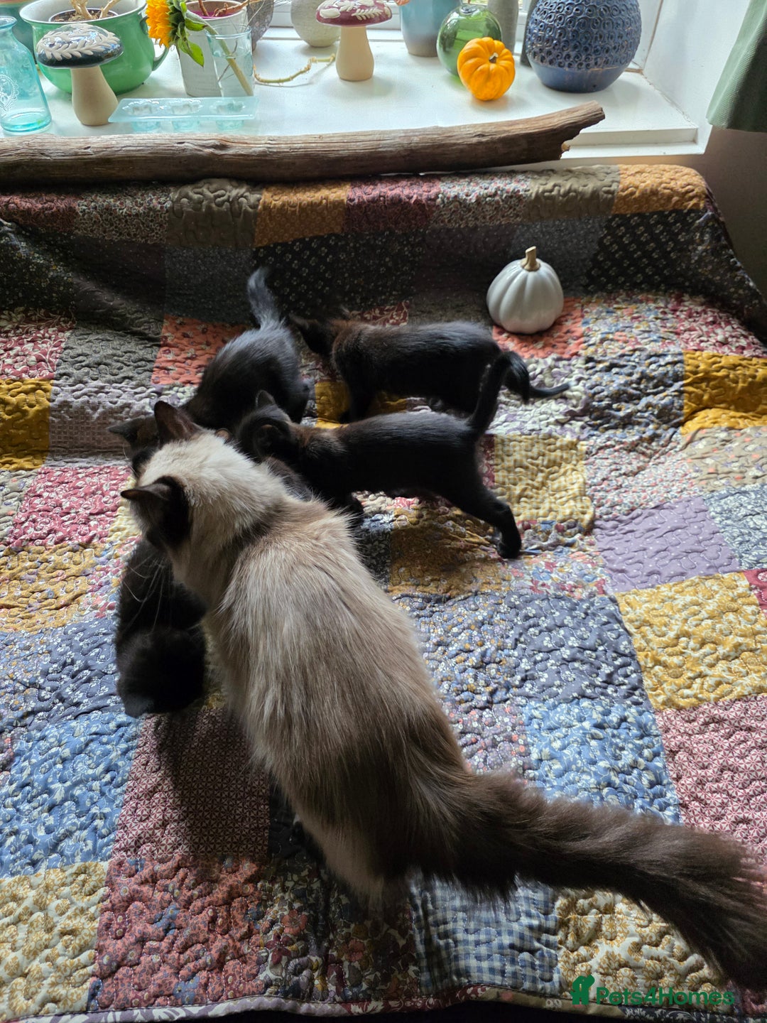 Ragdoll cats for sale: Beautiful Ragdoll X kittens - Image 2