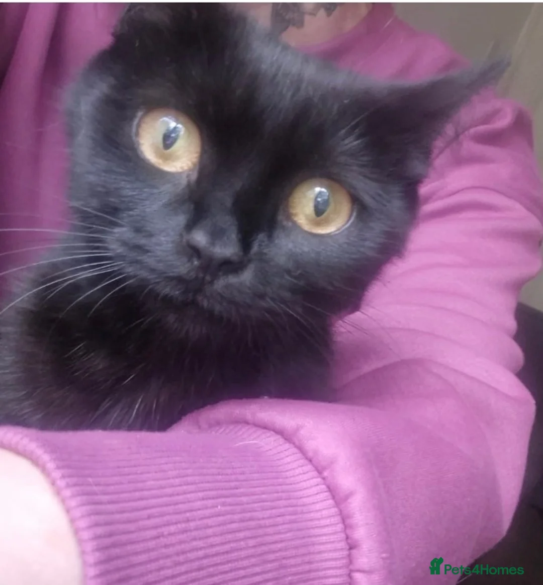 British Shorthair cats for adoption: 🆘 FOSTER TO ADOPT; NEEDS A SAFE SPACE TO HEAL 🆘 - Advert 2