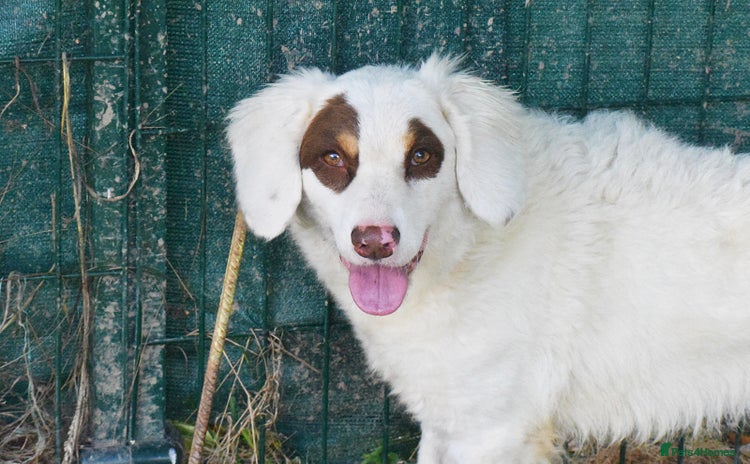 English Setter dogs - Advert 1