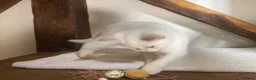 British Shorthair cats for sale: British Shorthair Kitten - Advert 8