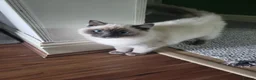 Ragdoll cats for sale: Beautiful 5-Month-Old Female Kitten – Ragdoll - Advert 2