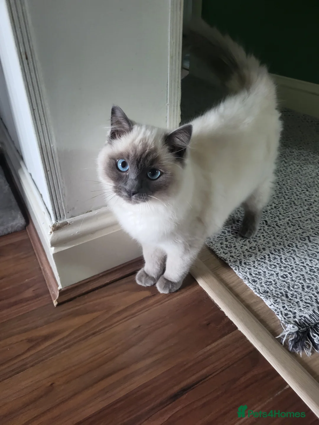 Ragdoll cats for sale: Beautiful 5-Month-Old Female Kitten – Ragdoll - Advert 2