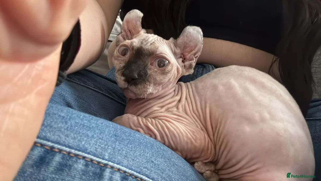 Sphynx cats for sale: 4 Months Old Elf Sphynx Kitten Looking for Homes - Advert 2