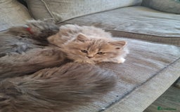 British Longhair cats for sale: 5 x beautiful BLH kittens for sale - Advert 13