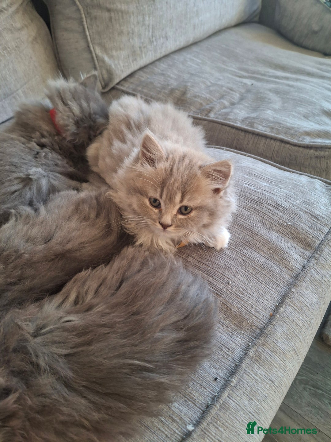 British Longhair cats for sale: 5 x beautiful BLH kittens for sale - Advert 13