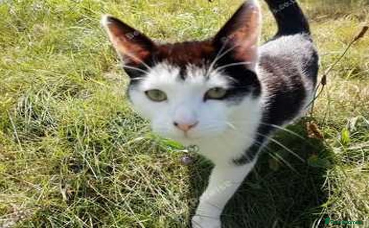 Mixed Breed cats - Advert 1