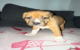 Mixed Breed dogs for sale: Staffy-Cross Puppies - Image 5