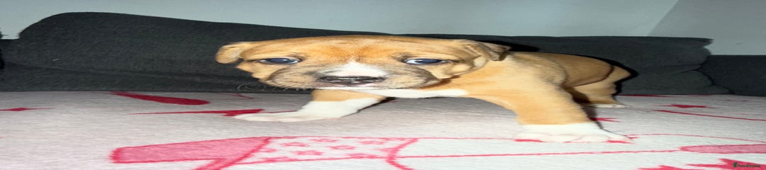 Puppy 2