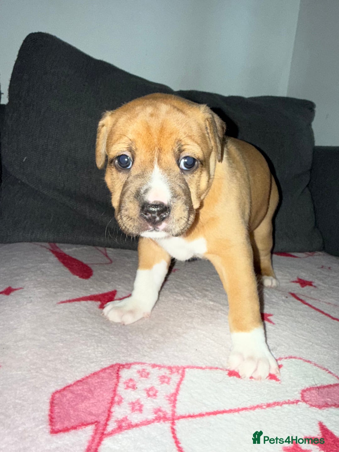 Mixed Breed dogs for sale: Staffy-Cross Puppies - Image 5