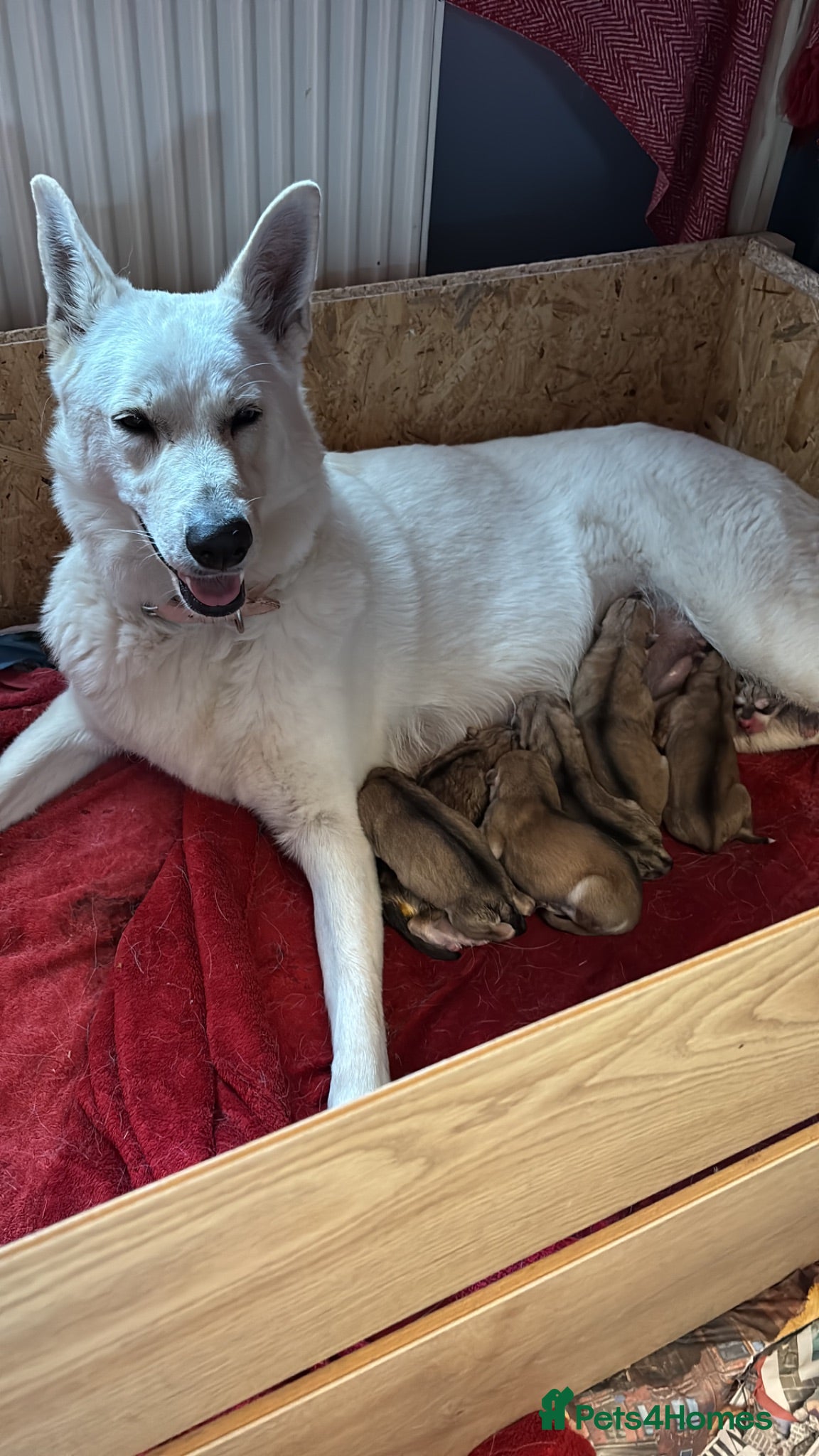 Mixed Breed dogs Low content wolf dog cross swiss shepherd pups  - Advert 1