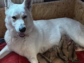Mixed Breed dogs Low content wolf dog cross swiss shepherd pups - Advert 3