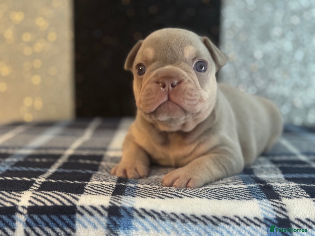 French Bulldog dogs for sale: Beautiful litter of 4 - Image 3