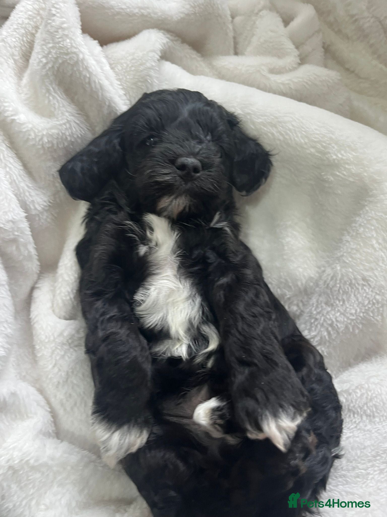 Cavapoochon dogs 🐾 Adorable Cavapoochon Puppies - Advert 1