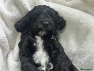 Cavapoochon dogs 🐾 Adorable Cavapoochon Puppies - Advert 1