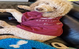 Standard Poodle dogs for sale: Health tested KC female Standard poodle - Image 1