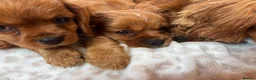 Cavalier King Charles Spaniel dogs for sale: Cavalier King Charles  - Advert 9