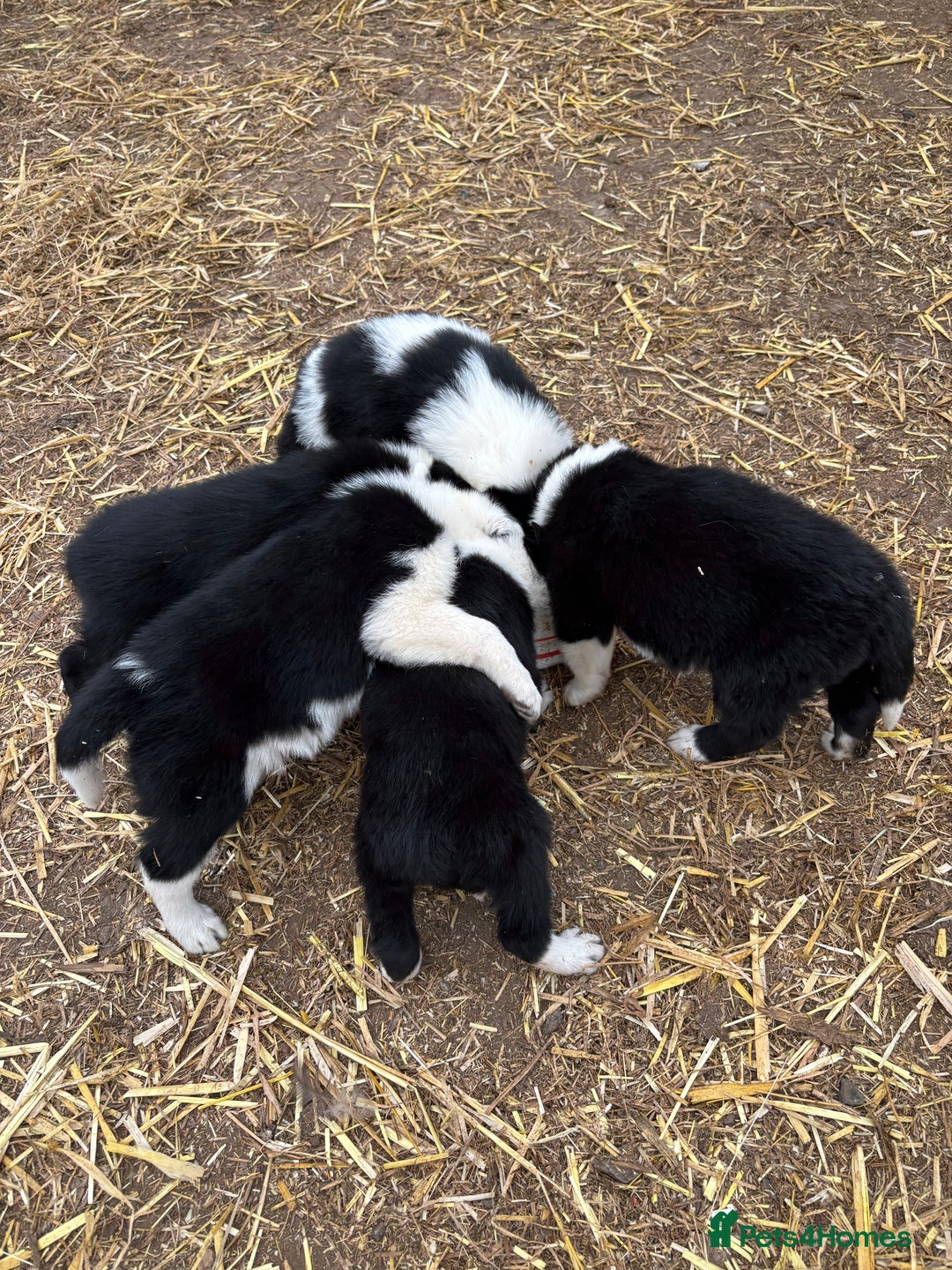 Border Collie dogs for sale: Border collies puppies - Image 13
