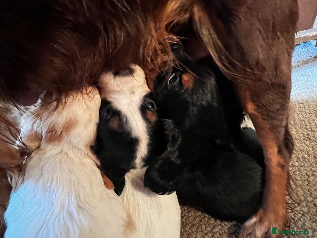 Cocker Spaniel dogs for sale: Kc Tri coloured cockers  - Image 6