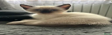 Siamese Kitten 3