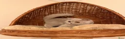 British Shorthair cats for sale: Fawn Male British shorthair  - Advert 7