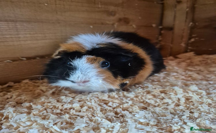 Guinea Pig rodents - Advert 1