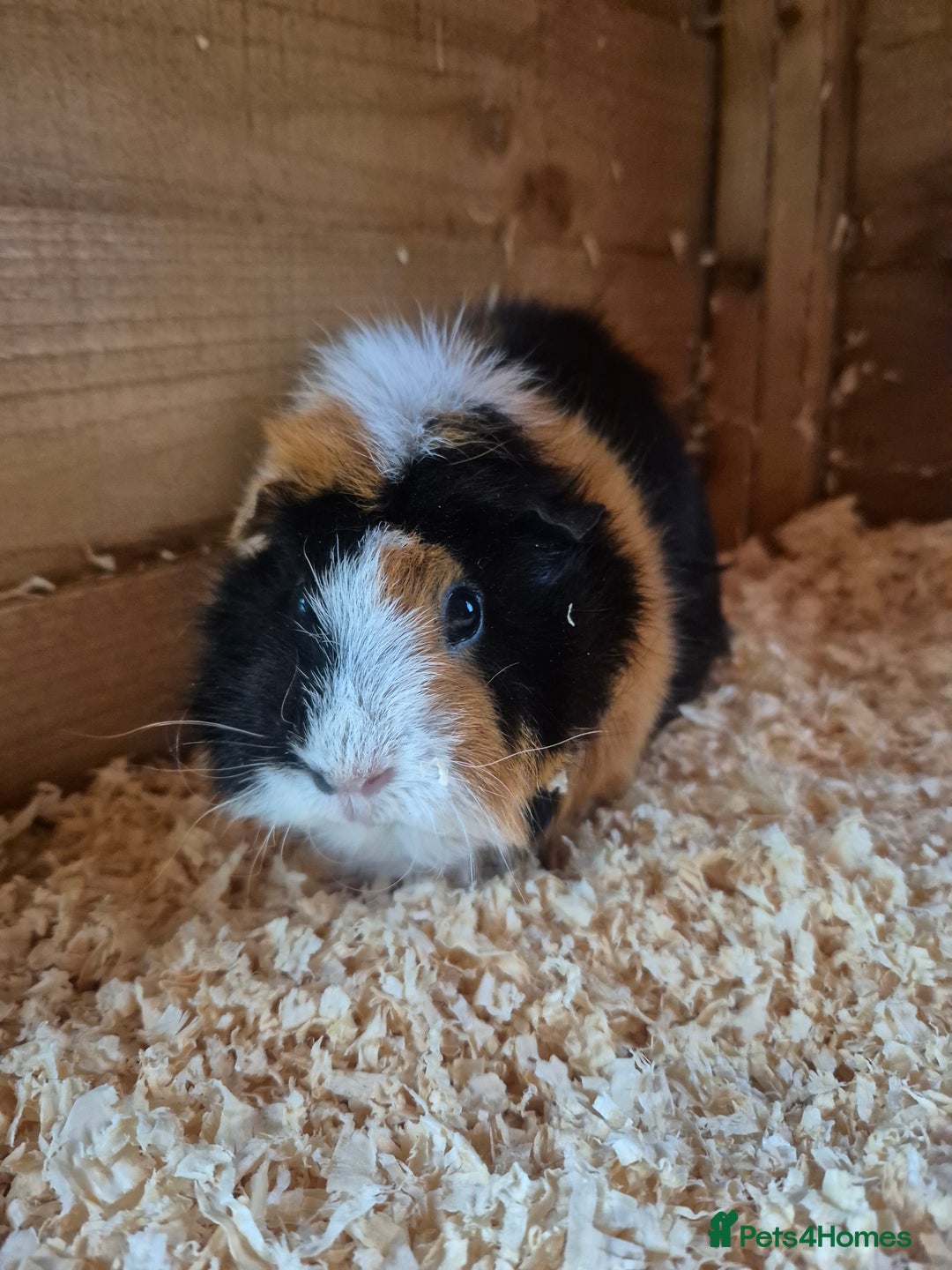 Guinea Pig rodents for sale: Mixed female guinea pig  - Image 1