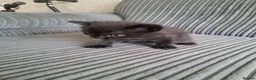 British Shorthair cats for sale: 5 kittens for sale  - Advert 3