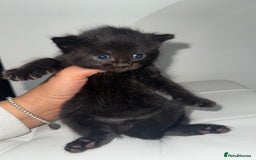 Siberian cats for sale: Siberian X kittens - Image 9