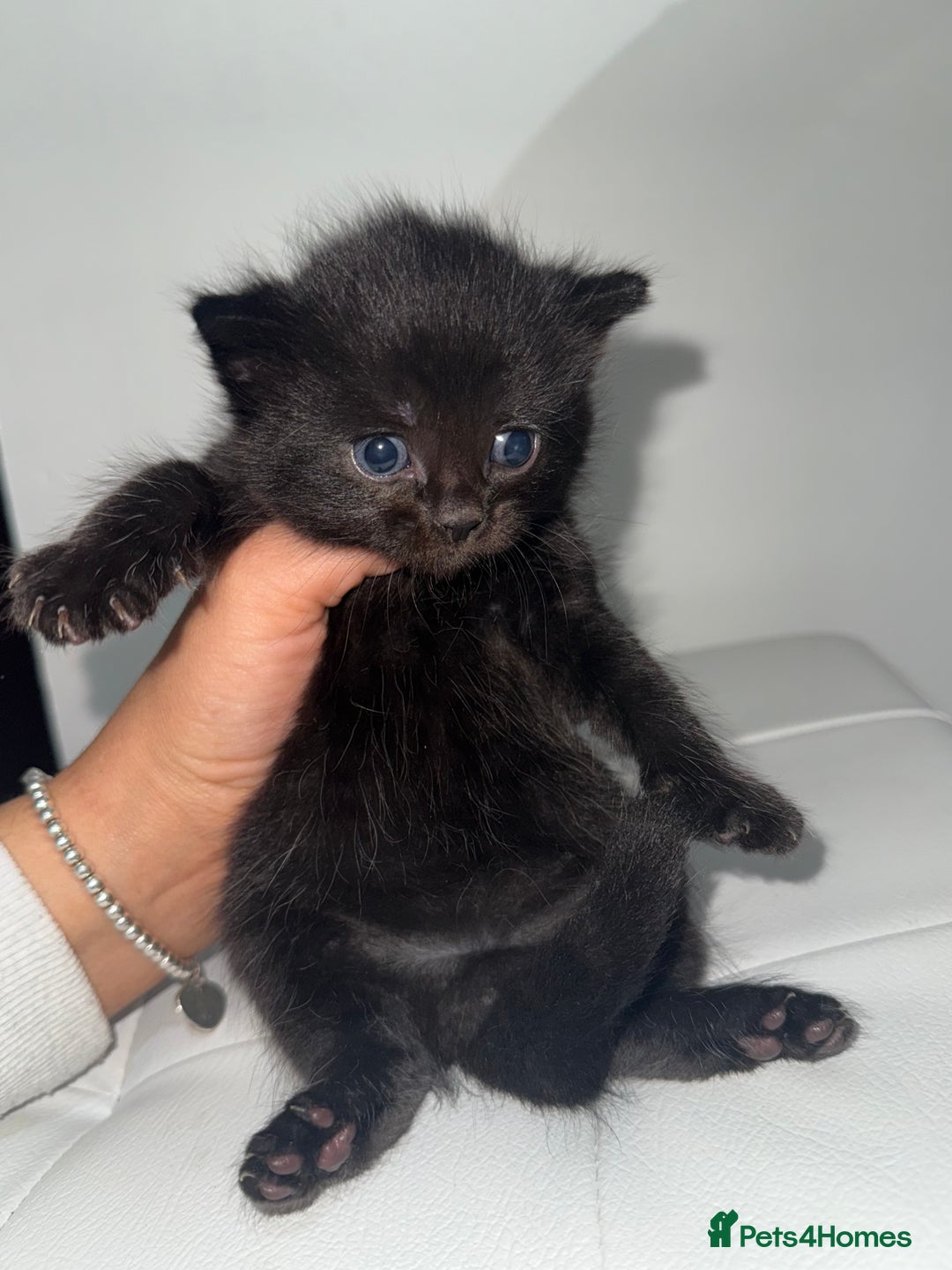 Siberian cats for sale: Siberian X kittens - Image 9