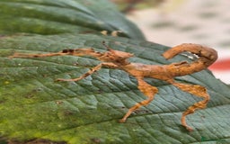 Stick Insects invertebrates for sale: Live stick insects and eggs - Image 5