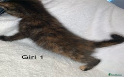 Mixed Breed cats for sale: 💚 3 male  💜 2 female  - Image 4