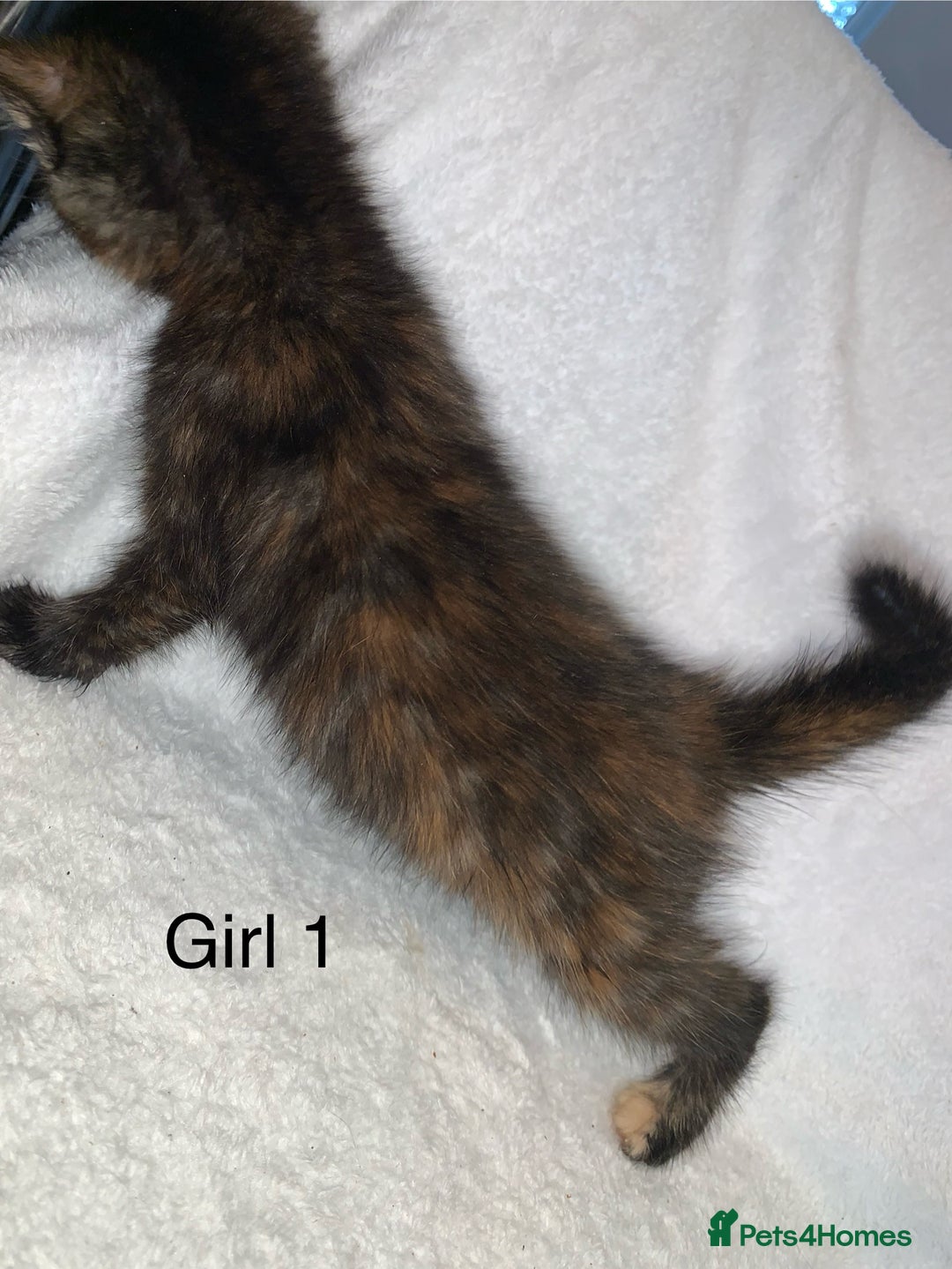 Mixed Breed cats for sale: 💚 3 male  💜 2 female  - Image 4