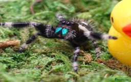 Spiders invertebrates for sale: Spoodiesuk jumping spiders  - Image 4