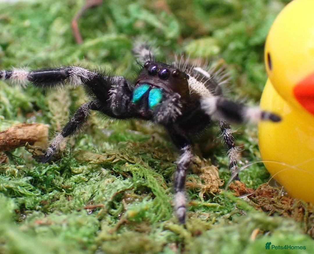 Spiders invertebrates for sale: Spoodiesuk jumping spiders  - Image 4