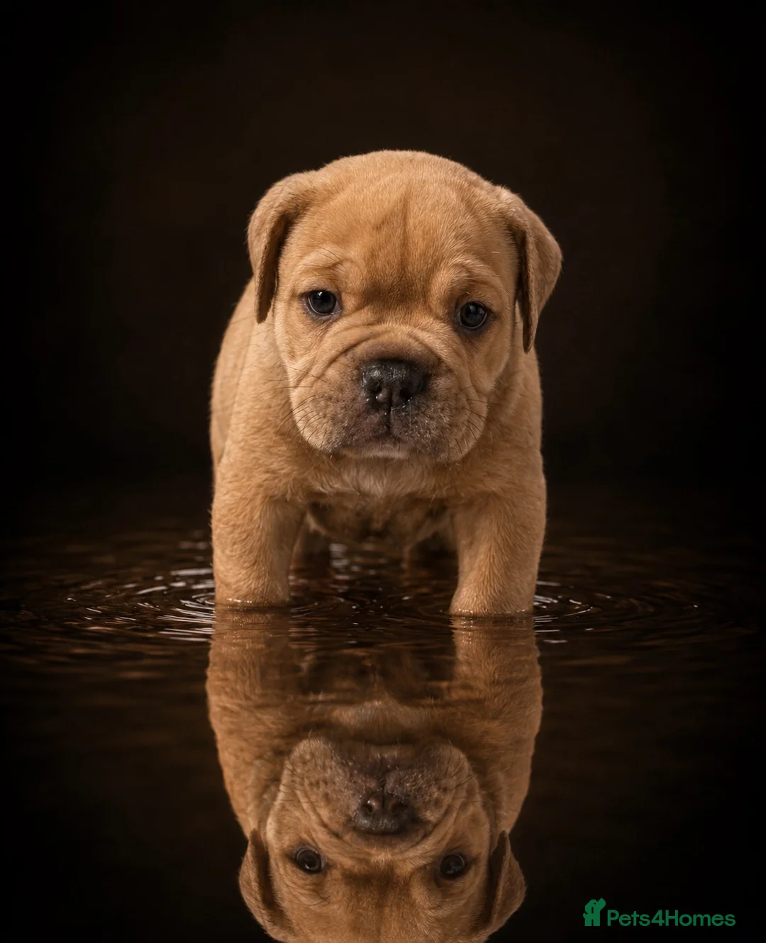 Olde English Bulldogge dogs for sale: Only two boys remaining 5star pups  ⭐️⭐️⭐️⭐️ - Advert 23