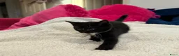 Mixed Breed cats for sale: Fluffy kittens for sale in West Byfleet - Advert 3