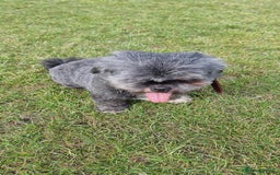 Shih Tzu dogs for sale: Loving cheeky Shihtzu for loving home ❤️ - Image 24