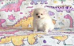 Pomsky dogs for sale: perfect husky markings micro Pomsky puppies  - Image 11