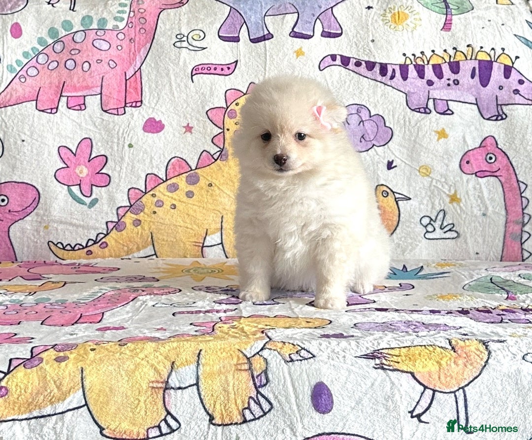 Pomsky dogs for sale: perfect husky markings micro Pomsky puppies  - Image 11