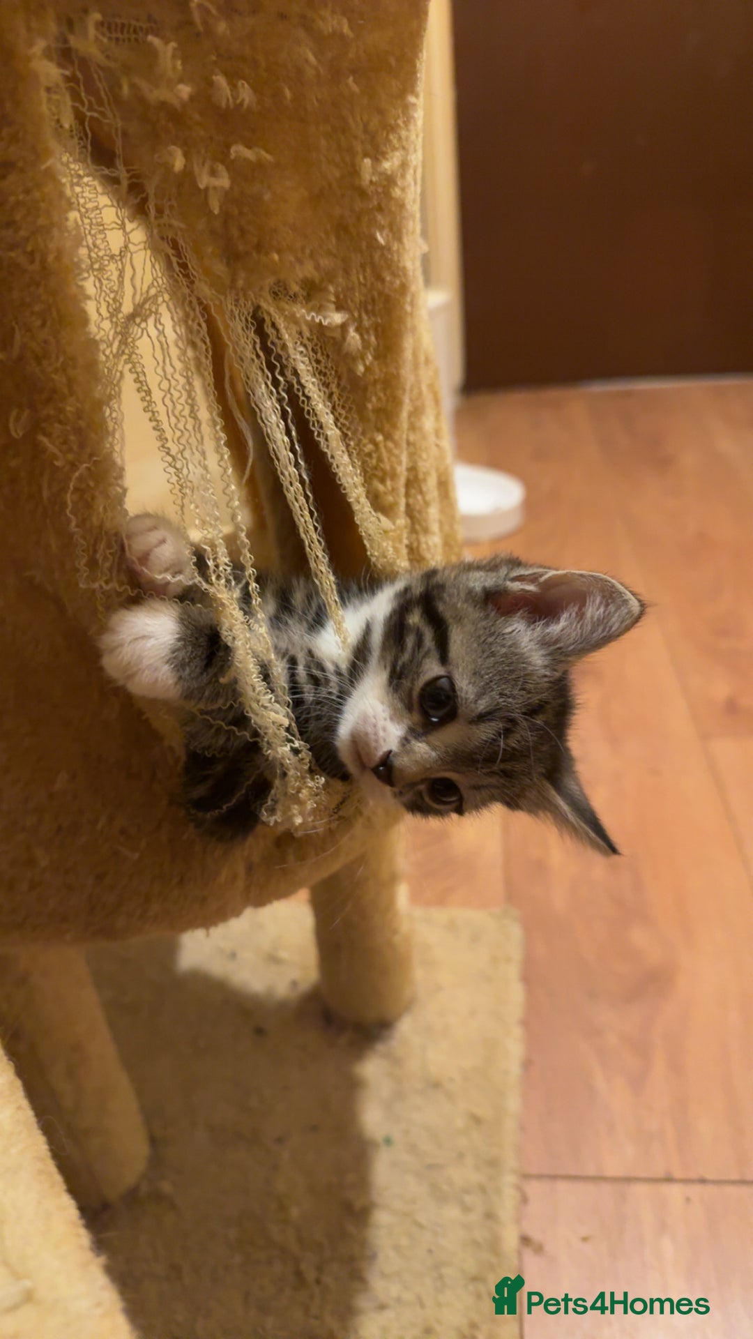 Mixed Breed cats for sale: Tabby Turkish angora - Image 8