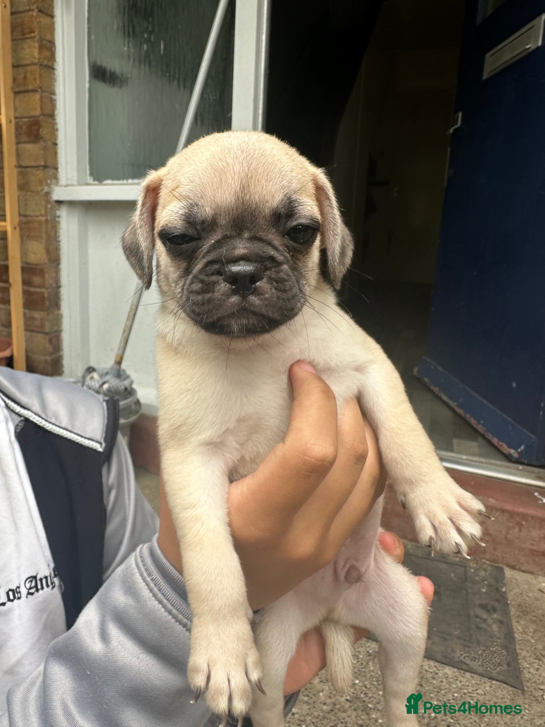 Mixed Breed dogs for sale: Chujjug  - Image 2