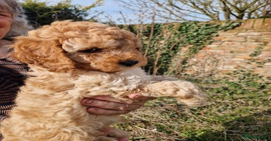 Cockapoo dogs - Advert 6