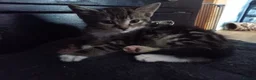 Mixed Breed cats for sale: Mixed litter of kittens - Advert 6